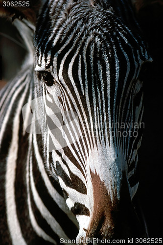 Image of Zebra