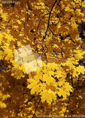 Image of Branch of yellow autumn maple