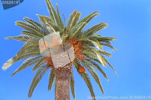 Image of Palm tree with orange fruits on blue sky   