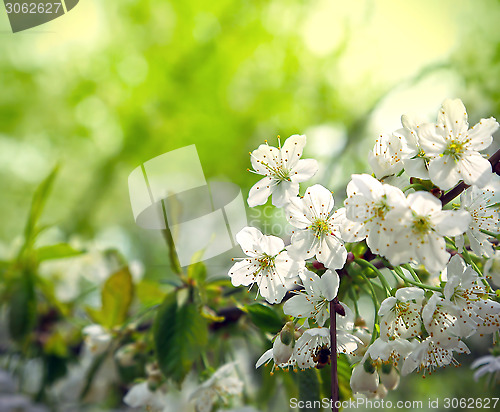 Image of Green spring background with beautiful flowering tree