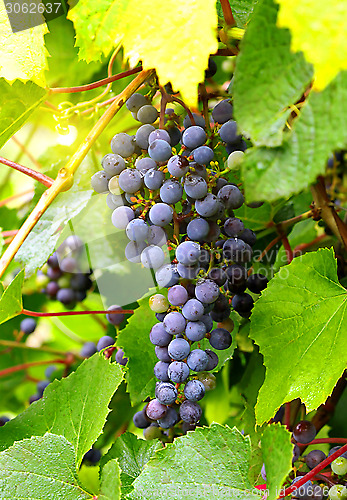 Image of Branch of grape cluster