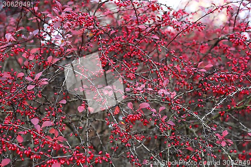 Image of Ripe berries of barberry 