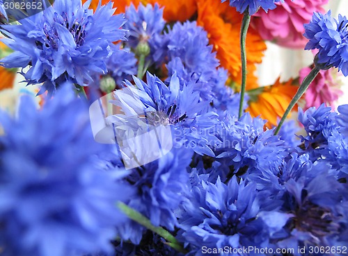 Image of Bright blue cornflowers flowers