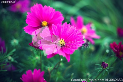 Image of Nature background with pink Cosmos flowers