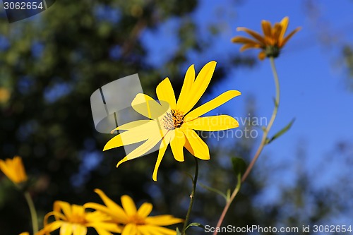 Image of Jerusalem artichoke flowers