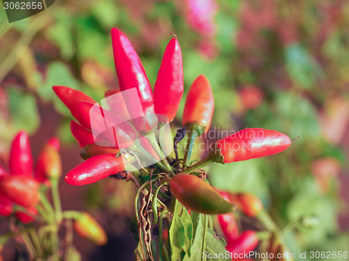 Image of Chili Pepper