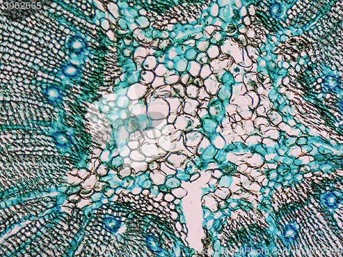 Image of Pine Wood micrograph