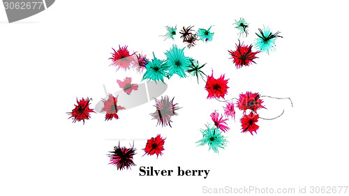 Image of Silver berry micrograph