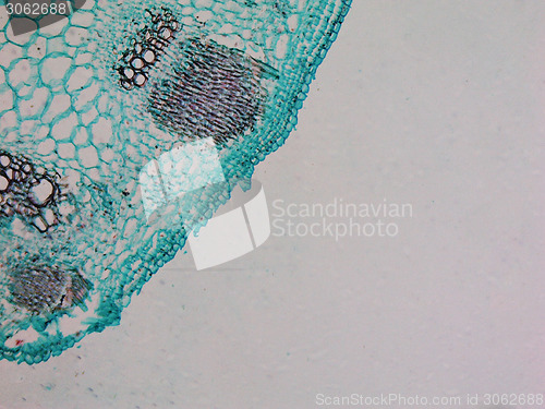 Image of Heliansthus stem micrograph