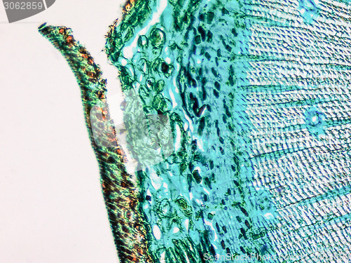 Image of Pine Wood micrograph