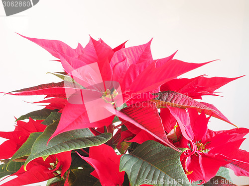 Image of Poinsettia Christmas star