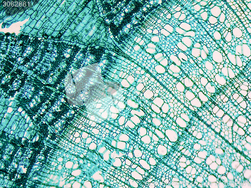 Image of Tilia stem micrograph