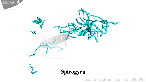 Image of Spirogyra micrograph