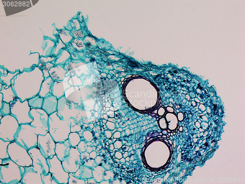 Image of Cucurbita stem micrograph