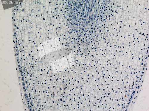 Image of Corn root tip micrograph