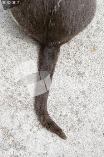 Image of Cat tail