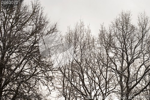 Image of Winter trees background 
