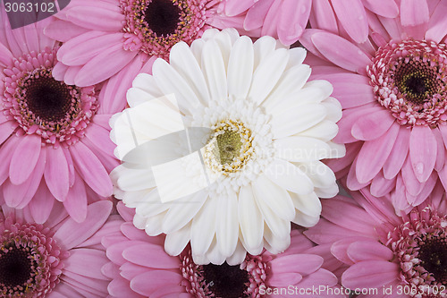 Image of Beautiful flower arrangement