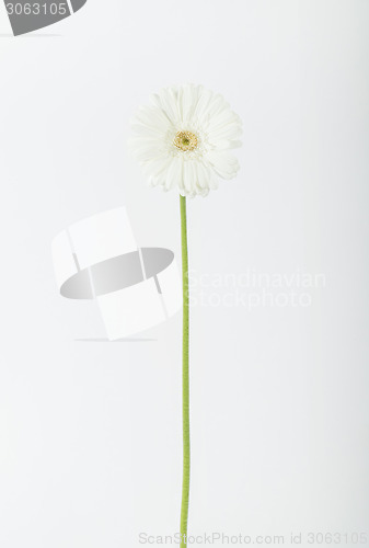 Image of Single white flower