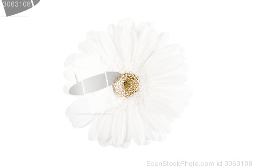 Image of White on white