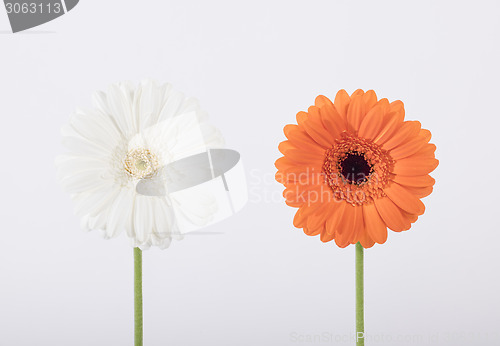 Image of Beautiful Gerber daisies in studio