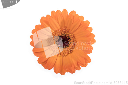 Image of Beautiful orange daisy on white