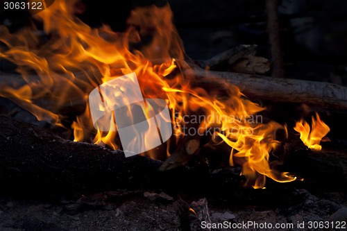 Image of Campfire in forest