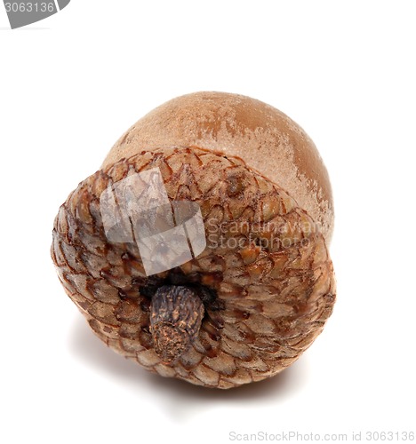Image of Acorn isolated on white background