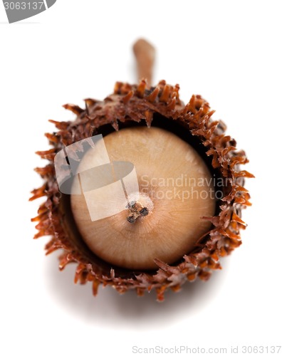 Image of Acorn isolated on white background. Selective focus.