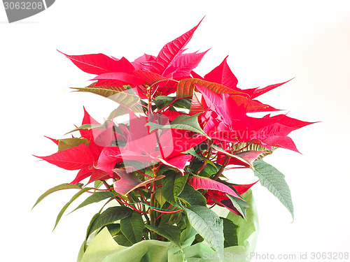 Image of Poinsettia Christmas star