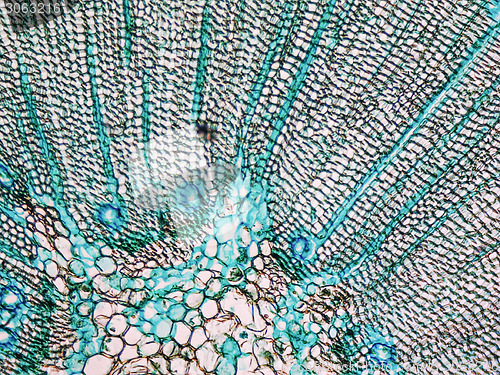 Image of Pine Wood micrograph