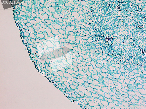 Image of Vicia faba root micrograph