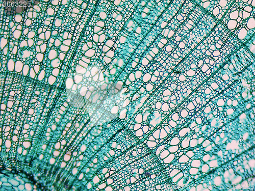 Image of Tilia stem micrograph