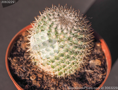 Image of Cactus plant