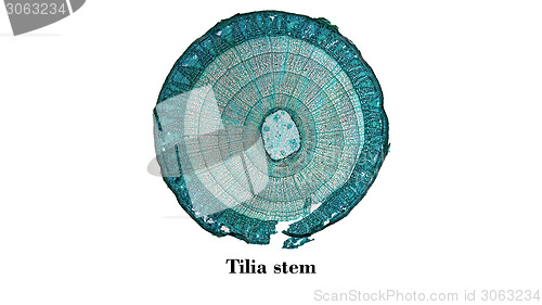 Image of Tilia stem micrograph