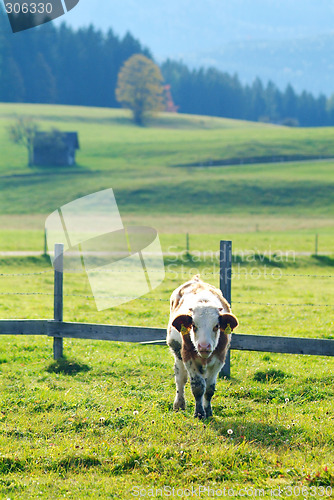 Image of cow on the willow