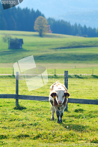 Image of cow on the willow