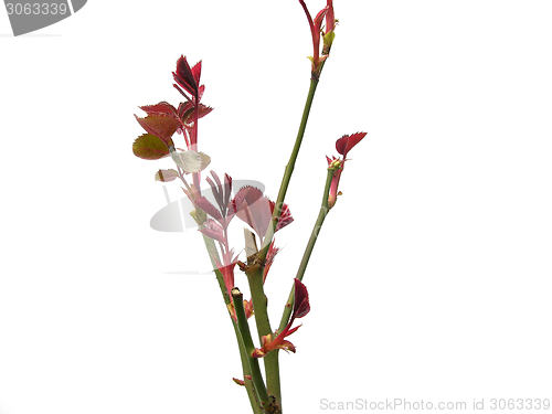 Image of Fresh leaves of a rose tree on white