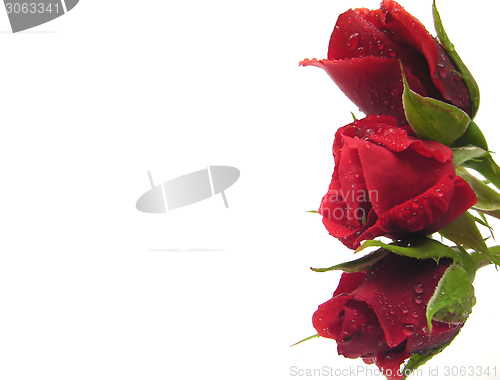Image of Three red rose with water drops on the right side of white background