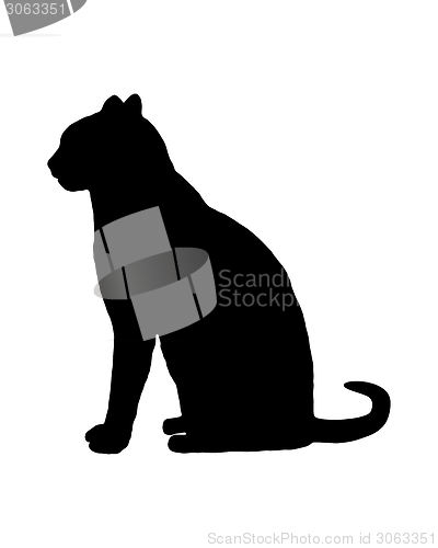 Image of Cat on white