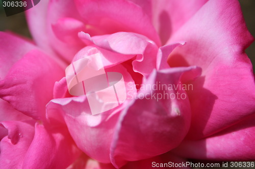 Image of Pink
