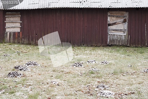 Image of Mole mounds near the old wooden shed