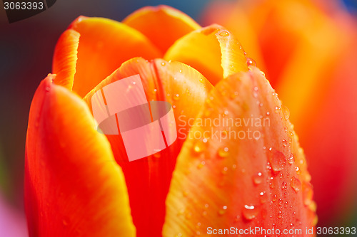 Image of Red tulip