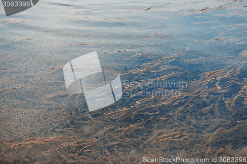 Image of Water plants in the lake