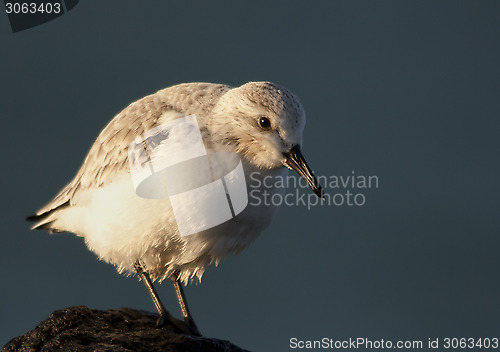 Image of Sanderling