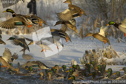 Image of Ducks