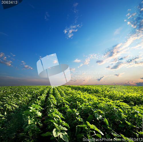 Image of Sunflowers and sky