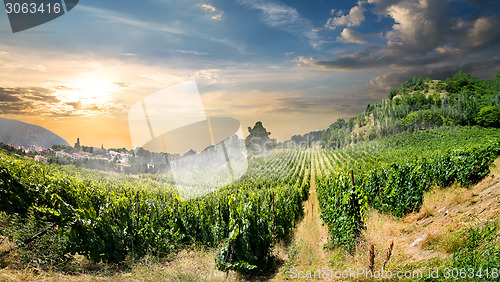 Image of Vineyard in mountains