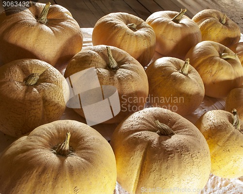 Image of big orange pumpkins at the old barn