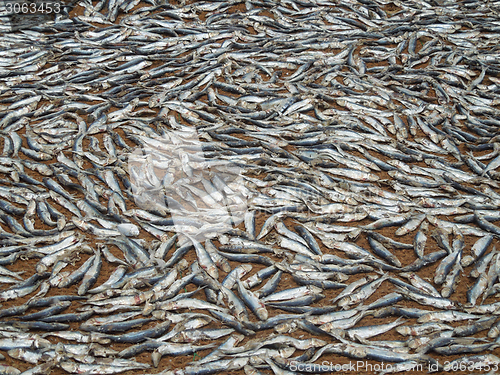 Image of fishes on the ground